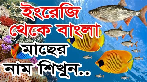 The english name is channel rockfish, or sometimes idiot fish. Fish names English to Bangla with picture by IT Future ...