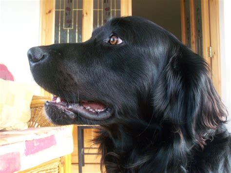 Black Labrador X Golden Retriever Mix Black Labrador Dog Labrador