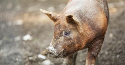 Usda Turns Its Back On Farm Animals Aspca Responds Aspca