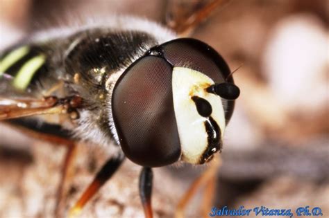 Diptera Syrphidae Eupeodes Volucris Bird Hover Fly Male C Urban
