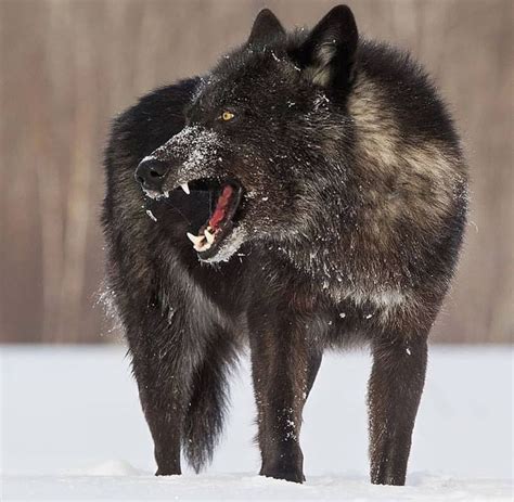 Black Wolves 🐺 One Of The Most Beautiful Creatures On Earth