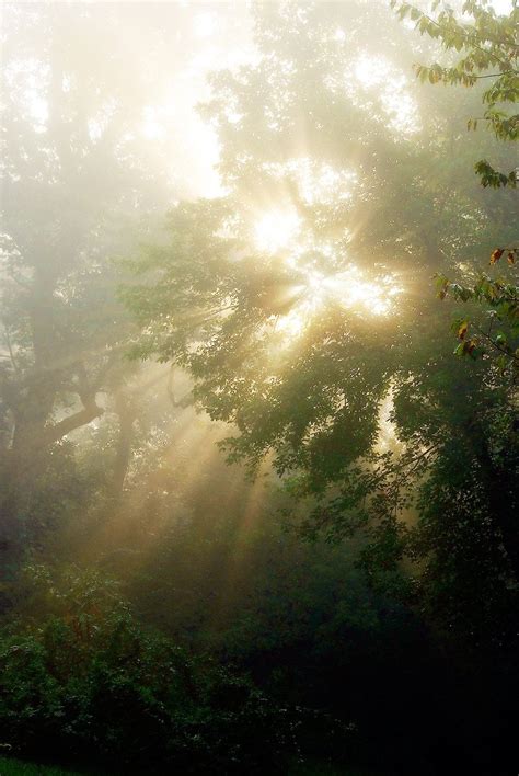 Ethereal Sunbeams Through Tree Photography Sun Rays Etsy Nature