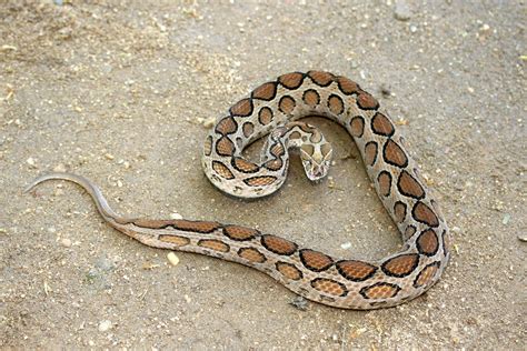 Snake Profile Russells Viper With 10 Extraordinary Photos