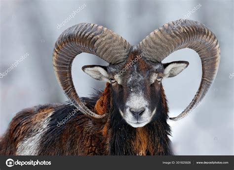 Mouflon Ovis Orientalis Horned Animal In Snow Nature Habitat Close