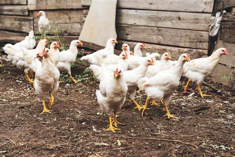 11 Best Meat Chickens To Breed And Raise In Your Backyard