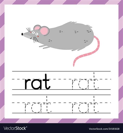 Tracing Worksheet With Word Rat Learning Material Vector Image