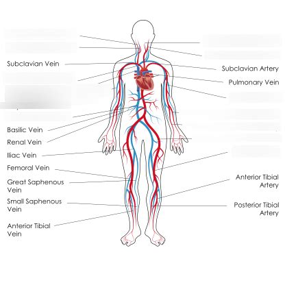 Major Veins And Arteries Of The Body A P Blood Quiz Diagram Quizlet