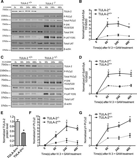 Tula 2 T Cell Ubiquitin Ligand 2 Inhibits The Platelet Fc Receptor