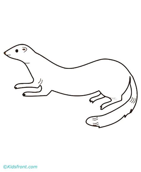 Download Mammals Weasel Mustela Ferrets Coloring Pages Printable - KINDERPAGES.COM