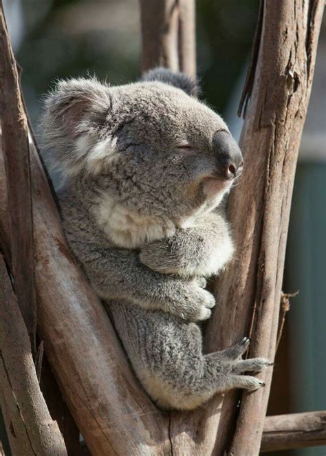 Enjoy The Sunbeams Lovely Dearest Koalie Cute Koala Bear Koala Bear