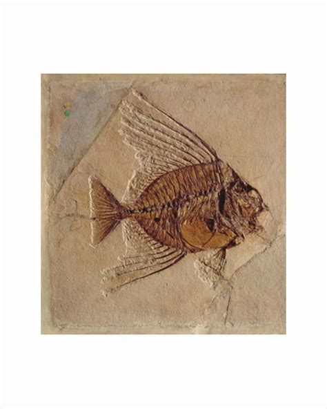 Prehistoric Fish Posters Prehistoric Fish Prints