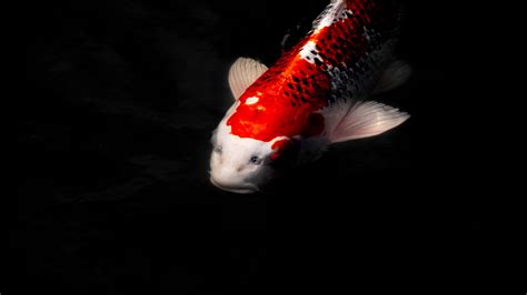 Red White Goldfish In Black Background 4k Hd Fish Wallpapers Hd