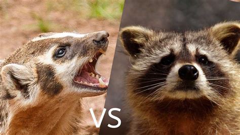 American Badgers Vs Raccoons A Comparison Floofmania