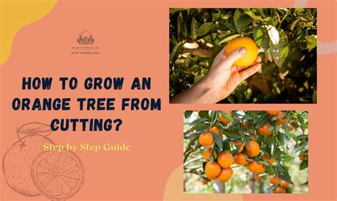 How To Grow An Orange Tree From Cutting Step By Step Guide