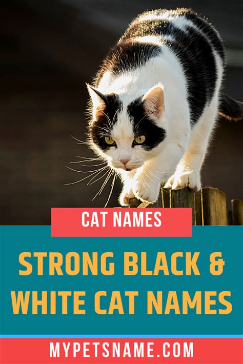 Strong Black And White Cat Names Cat Names Black And White Kittens