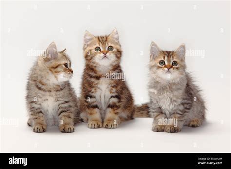british longhair cats  british shorthair cats kittens  weeks stock photo  alamy