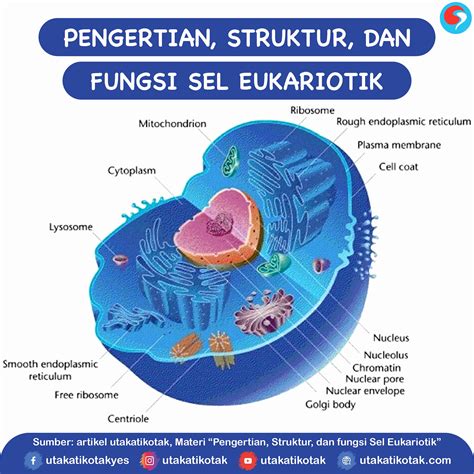Organisme Prokariotik Dan Eukariotik Homecare24