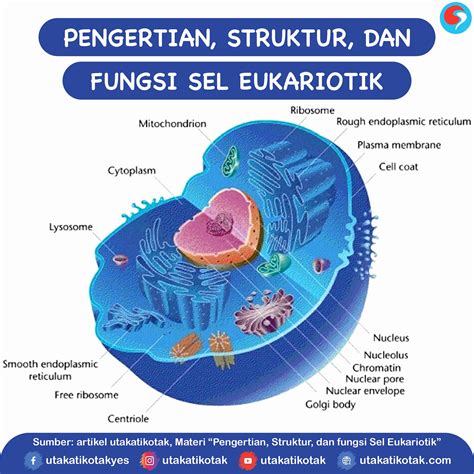 Pengertian, Struktur, dan Fungsi Sel Eukarioti - UtakAtikOtak.com