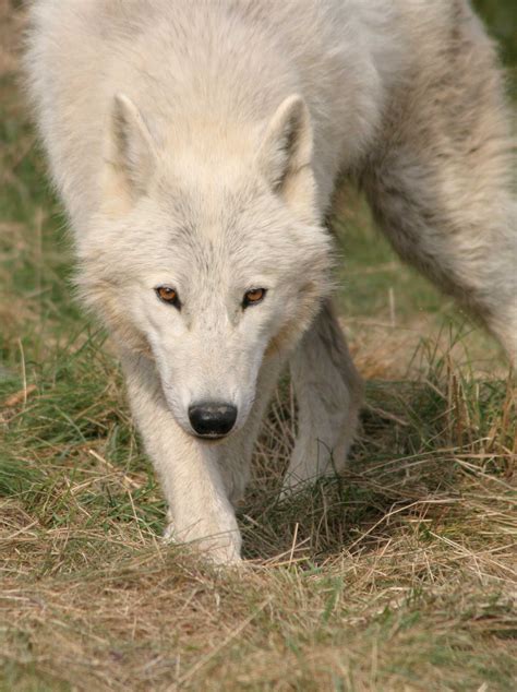 Le Loup Arctique Parc Animalier Les Loups Du Gévaudan