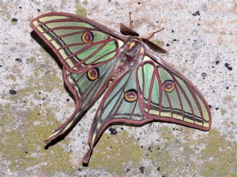 The species inhabits scattered locations in france and spain. lepinet.fr - Actias isabellae - Le Bombyx Isabelle, le ...