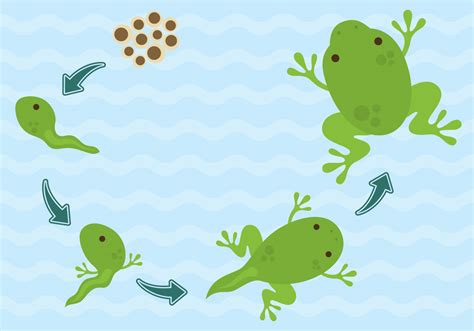 Vector Life Cycle Of Frogs 96484 Vector Art At Vecteezy