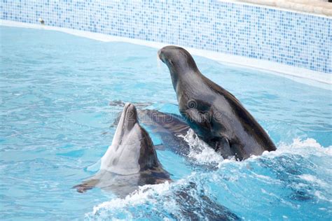 Seal And Dolphin Stock Image Image Of Mammal Play Nature 33032339