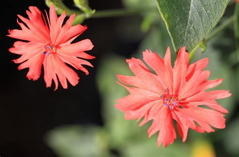 Free Images Blossom Leaf Flower Petal High Red Herb Produce