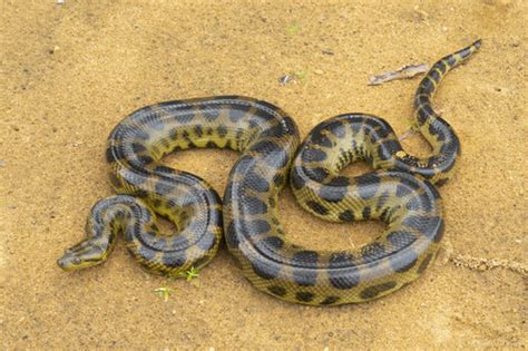 Dark Spotted Anaconda Eunectes Deschauenseei · Inaturalist