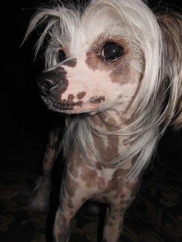 110 Cresteds Ideas Chinese Crested Dog Chinese Crested Dogs