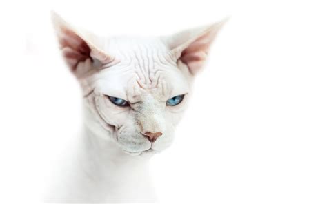Download Wallpapers Sphynx White Cat Cute Animals Funny Cat Cats