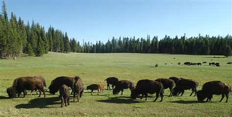 Free Images Grass Wilderness Field Meadow Prairie Wildlife Herd