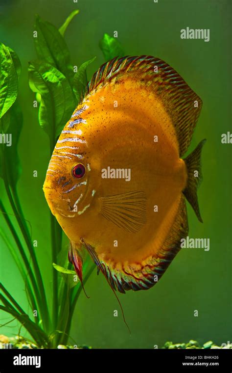 Orange Peppered Discus Fish Stock Photo Alamy