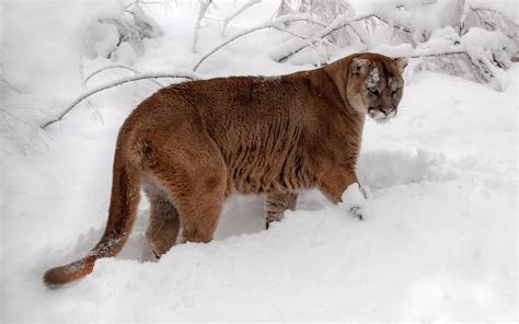 Winter Mountain Lion Snow Cougar Puma Wallpaper