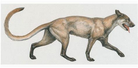 La Evolución De La Especie Rumbo Canino