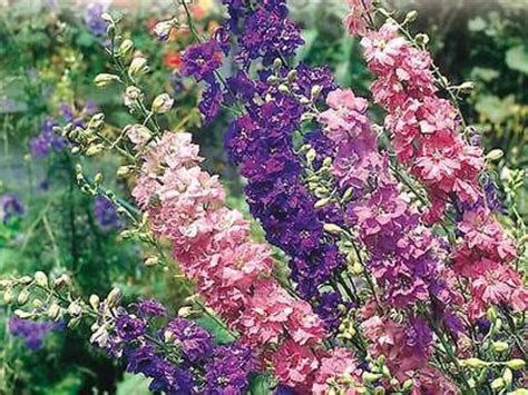 Giant Imperial Mix Larkspur Seeds Etsy