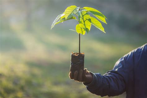 Weve Planted Over 40 Million Trees Around The World