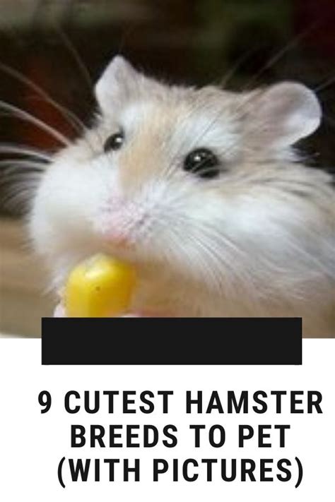 9 Cutest Hamster Breeds To Pet With Pictures Hamster Breeds Cute