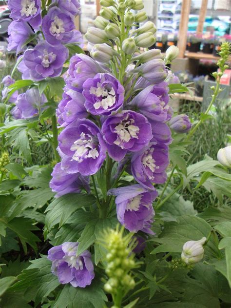 Photo Of The Bloom Of Delphinium Elatum Aurora Lavender Posted By