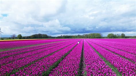 Tulpen Aus Niedersachsen Ein Echter Hingucker NDR De Fernsehen