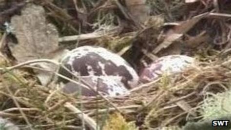 Uks Oldest Osprey Lays Third Egg At Perthshire Reserve Bbc News