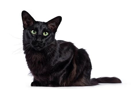 Oriental Shorthair Breed Profile Cat World