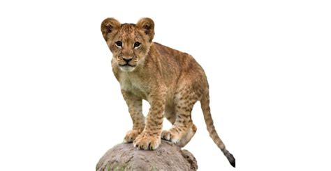 Lion Cub Png Image File Png All