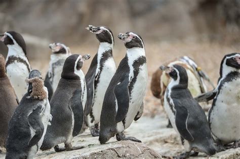 These amazing birds inhabit… africa, but only its a penguin's warming fat helps them to live in the cold antarctic. Where Can You Visit Penguins in the UK? Zoo Ultimate ...