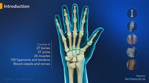 Hand Anatomy Video Medical Video Library