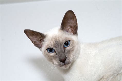 Types Of Siamese Cat Siamese Cat Spot