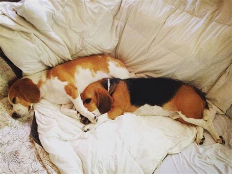 10 Signs Your Beagles Is Taking Over The House Sonderlives