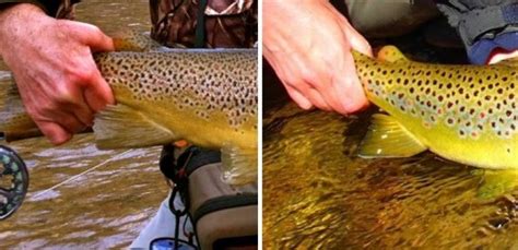 2 Ways To Determine The Sex Of A Trout Fly Fishing Gink And
