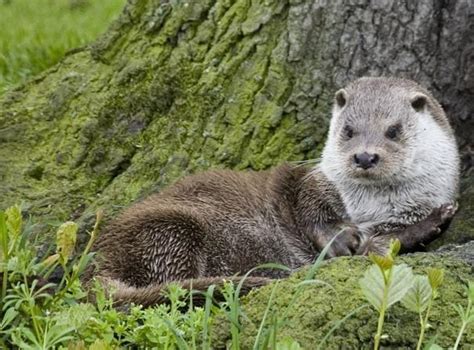 Otter Facts Animal Facts Encyclopedia