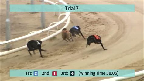 Newcastle Greyhounds Trials On 15th December 2021 Youtube
