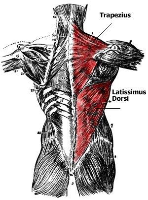 It is very stiff, and the thoracic spine has a limited range of motion. Anatomy of the Back Muscles - Lats, Teres Major, Teres ...